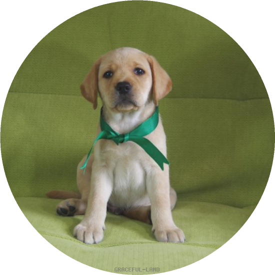 英国ラブラドールの子犬(A child of マナスル & ) 英国ラブラドールの子犬